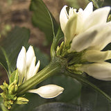 Cafe Quindio Organic Ground Coffee 340 g / 12 oz / 0.8 lb., Medium Roast 100% Organic Colombian Arabica Coffee, Handpicked free of chemicals and synthetic pesticides, Biodegradable Food Bag.