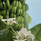 Cafe Quindio Organic Ground Coffee 340 g / 12 oz / 0.8 lb., Medium Roast 100% Organic Colombian Arabica Coffee, Handpicked free of chemicals and synthetic pesticides, Biodegradable Food Bag.