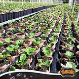 Cafe Yaucono Original Ground Coffee 4 bags