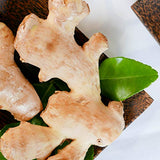 Circle of Drink - Cultyvada Lemon Ginger (Limão Gengibre) Chimarrao Erva Mate - Gourmet - Non-Aged - Super Fresh Green Brazilian Yerba Mate - Vacuum Sealed - 1.1 LB - 500g (1 PACK)