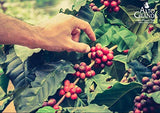 Alto Grande Super Premium Coffee Ground, Single Origin, Puerto Rico, 8.8 Ounce Canister