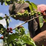 Cafe Quindio Traditional Medium Roast Coffee, The Coffee from The Heart of Colombia, 100% Colombian Arabica Coffee, Artisanal Cultivation Single Estate Coffee. (Whole Bean, 2,500g /88oz)