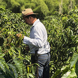 Cafe Quindio Traditional Dark Roast Ground Coffee. The Coffee from The Heart of Colombia, 100% Colombian Arabica Coffee, Artisanal Cultivation Single Estate Coffee. (500g/17.6 oz)